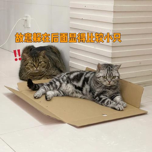 水波术魔力猫怎么得